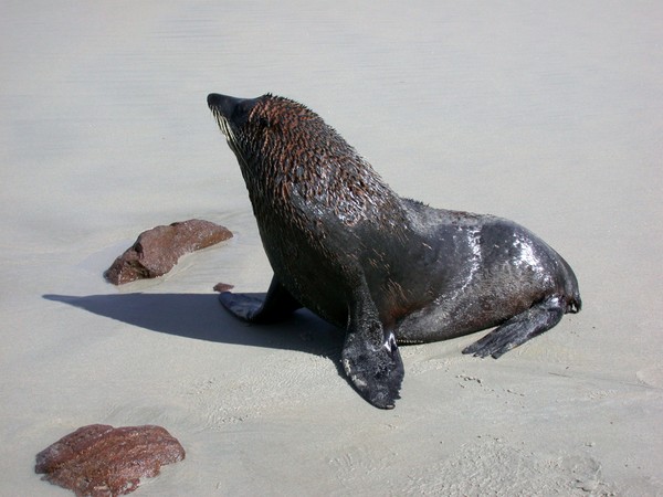 Fur Seal